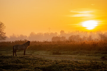 Konik horse looking at the sunset © Bryan