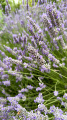 Obraz premium Lavender field. Close-up lavender background
