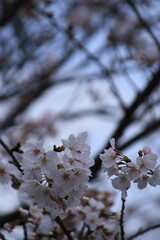 満開の桜の花びら接写
