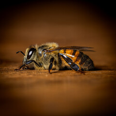 bee relaxing