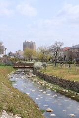 春の親水中央公園(兵庫県芦屋市)
