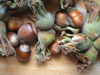 Harvested fresh shelled hazelnuts isolated on wood background. Green cob hazelnuts.   