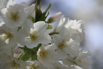満開の桜の花びら接写