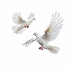 white dove isolated on white background