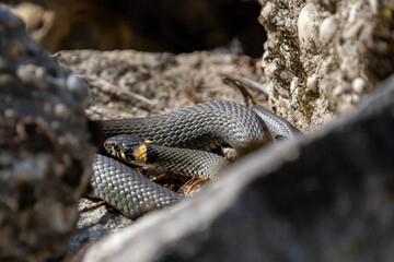 Grass snake lying on a stone in the sun