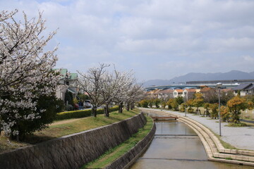 満開の桜並木がきれいな親水中央公園(兵庫県芦屋市)
