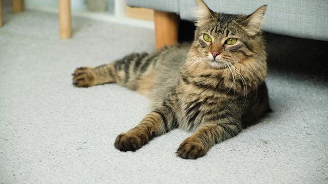 Beautiful young cat sitting near the couch at home, jumps up and runs away.