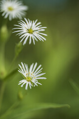 White flowers on a green background