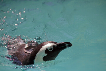 Naklejka premium 長崎ペンギン水族館のペンギン
