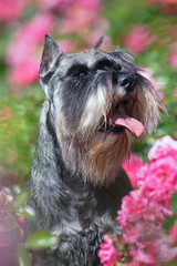 The portrait of a salt and pepper Miniature Schnauzer dog with cropped ears posing outdoors sitting in a green grass with blooming pink roses in summer