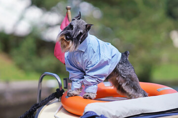 Cute salt and pepper Miniature Schnauzer dog with cropped ears and a docked tail posing outdoors wearing a light blue shirt standing on an orange lifebuoy placed on a stern of a small boat in summer