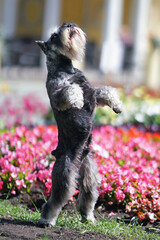 Cute salt and pepper Miniature Schnauzer dog with cropped ears and a docked tail posing outdoors standing up on its back legs on a green grass near a flowerbed with pink Begonia flowers in summer