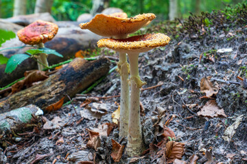 The tawny grisette (Amanita fulva) in De Horsten park, Wassenaar
