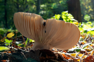 A Frosted russula (Russula parazurea) mushroom in Clingendael park, The Hague - obrazy, fototapety, plakaty