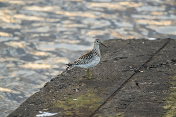 A common sandpiper standing on a rock 