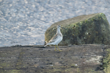 A common sandpiper standing on a rock 