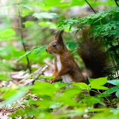Naklejka na ściany i meble Red squirrel in the forest