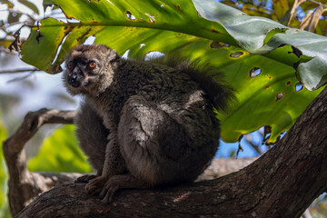 Red fronted brown lemur