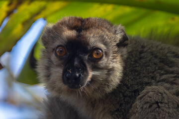 Red fronted brown lemur