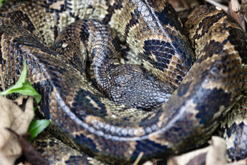 Madagascar ground boa