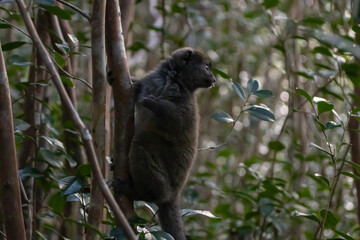Bamboo lemur © Raphael