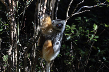 Diademed lemur © Raphael