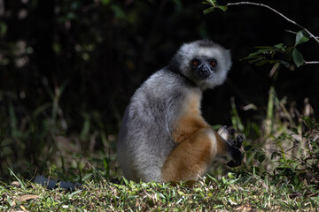 Obraz premium Diademed lemur