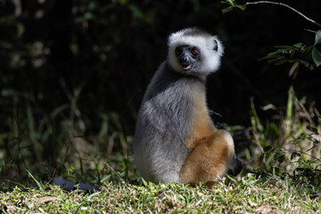 Diademed lemur