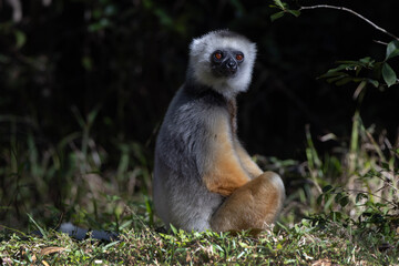 Obraz premium Diademed lemur