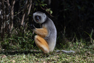 Obraz premium Diademed lemur