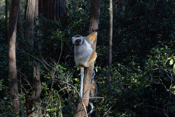 Diademed lemur