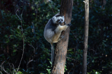 Diademed lemur