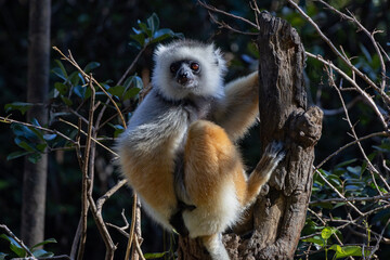 Diademed lemur