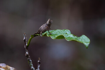 Brookesia chameleon