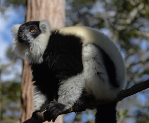 Black and white ruffed lemur