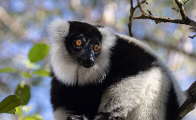 Naklejka premium Black and white ruffed lemur