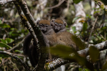 Bamboo lemur © Raphael