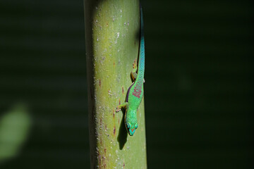 Green day gecko