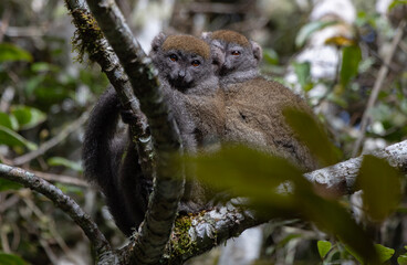 Bamboo lemur