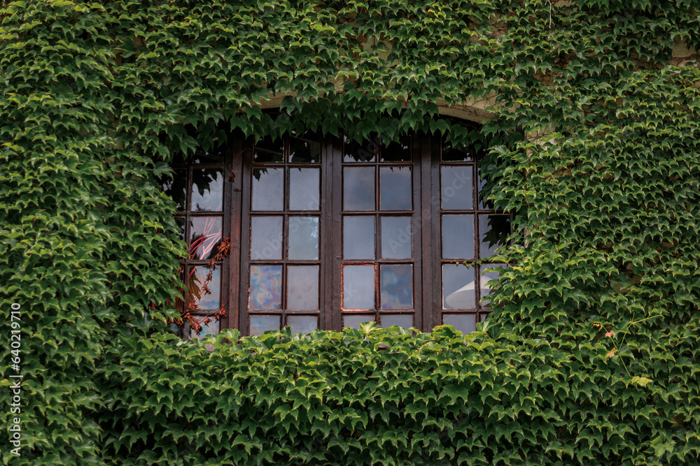 Wall mural ivy covered wall of a traditional old stone house in picturesque medieval town of saint paul de venc