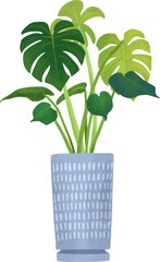 観葉植物モンステラのイラスト