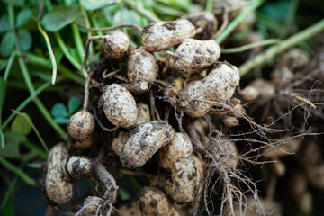 peanuts plants with roots plants harvest of peanut .