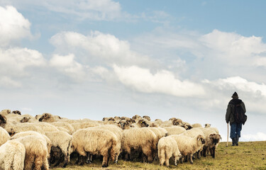 Obraz premium The shepherd with the sheep he cares for in a beautiful mountain landscape. Shepherd and a flock of sheep. 