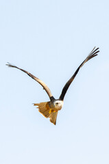 eagle in flight