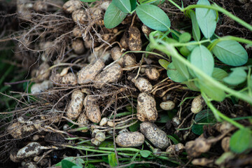 peanuts plants with roots plants harvest of peanut .
