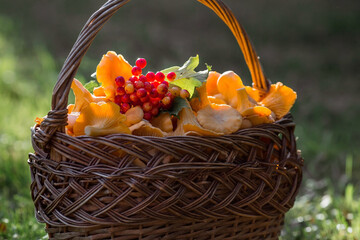 Noble, edible chanterelle mushrooms. Yellow chanterelles in a beautiful wicker basket in a birch...