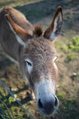 Fototapeta premium portrait of a donkey