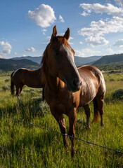 horse in the field