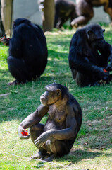 statue in the garden