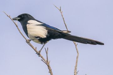 magpie